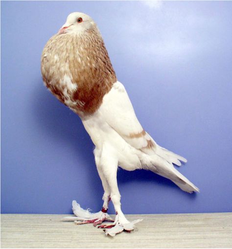 English Pouter | PIGEON BREED GALLERY Pouter Pigeon, Types Of Pigeons, Pigeon Breeds, Oklahoma City, Pigeon, Paloma, Oklahoma, The Rock, Different Types