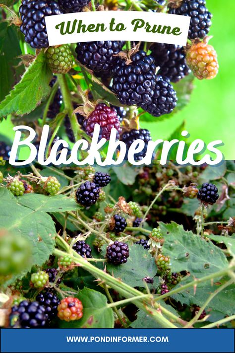 When it comes to pruning blackberry bushes, timing is crucial. Proper pruning ensures healthier plants, better fruit production, and easier management. Learn more about optimal pruning techniques and times at Pond Informer.  #BlackberryCare #PruningTips #Gardening #BerryHarvest #BlackberryPruning #FruitGardening #GardenHealth Pruning Blackberries, Blackberries Growing, How To Grow Blackberries, Blackberry Garden, Grow Blackberries, Garden Berries, Blackberry Bushes, Glowing Garden, Plantarea Legumelor