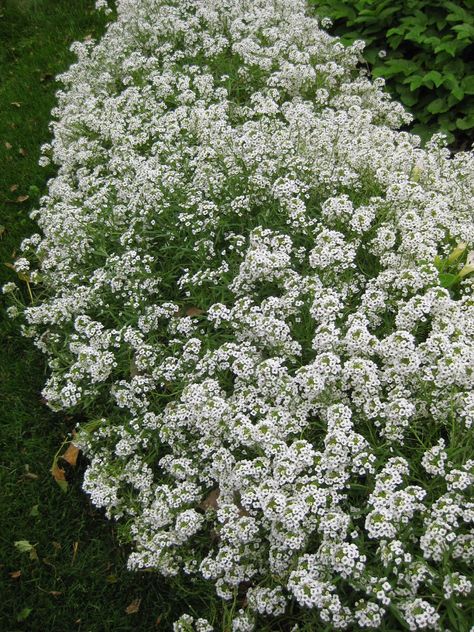 Horticulture Therapy, Sweet Alyssum, Jungle Gardens, Snow Princess, Spring Plants, Beyond Beauty, Growing Seeds, Garden Theme, Ornamental Grasses