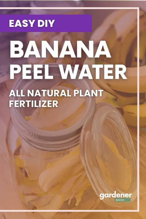 Discover the secret to lush, green plants with our DIY banana peel fertilizer recipe! Learn how to make and use this organic plant booster for healthy growth. Say goodbye to chemicals and hello to thriving plants! Read now for easy steps to make this all natural plant fertilizer using your banana peels. Banana Peel Fertilizer For Indoor Plants, Banana Peel Fertilizer, Homemade Plant Fertilizer, Natural Plant Fertilizer, Banana Tea, Dollar Plant, Banana Water, Gardening Herbs, Plant Fertilizer