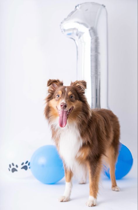 Dog Birthday Photoshoot Ideas, Dog Birthday Photo, 1 Year Photoshoot, Dog Birthday Photoshoot, Celebrating Birthday, Birthday Photo Shoot, Melting Moments, To My Friends, Dog Birthday Party