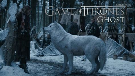 Ghost ♥♥♥ | Game of Thrones Game Of Thrones Ghost, Game Of Thrones Wallpaper, Ghost Games, Game Of Thrones Quotes, Game Of Thrones Funny, Got Memes, Dire Wolf, Gra O Tron, Wolf Wallpaper