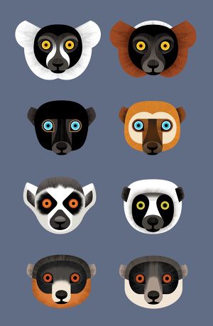 Duke Lemur Center Infographics - Caitlin Hansen Zoo Signage, Lemur Art, Wild Kratts Birthday Party, Jungle Crafts, Animal Infographic, Monkey Illustration, Wise Monkeys, Monkey Art, Galaxy Painting