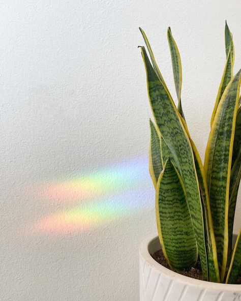 Sabrina Torres on Instagram: “🌈” plants, plant, snake plant, house plant, house plants, aesthetic house plants, rainbow Snake Plant Aesthetic, Plant Aesthetic, Pretty Plants, Snake Plant, Instagram Accounts, House Plants, Instagram Story, Plant Leaves, Plants