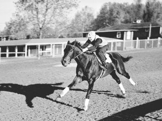 Phar Lap Horse, Thoroughbred Racehorse, Triple Crown Winners, Thoroughbred Horse Racing, Horse Posters, Sport Of Kings, Race Horses, Melbourne Cup, Thoroughbred Horse