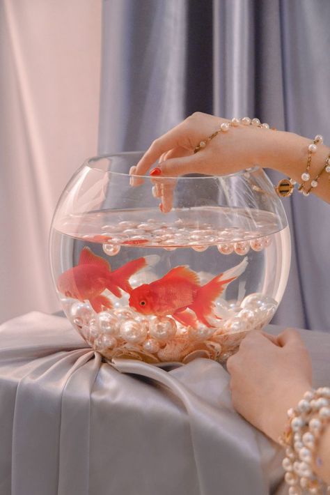 Fish Bowl, Goldfish, A Woman, Fish, Bowl