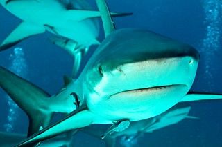 Grey reef shark 134 - Version 3 | Grey reef shark.Bahamas | Flickr Sharkuterie Board, Grey Reef Shark, Shark Pictures, Wild Animals Photography, Reef Shark, Animals Photography, Ocean Animals, Wild Animals, Sharks