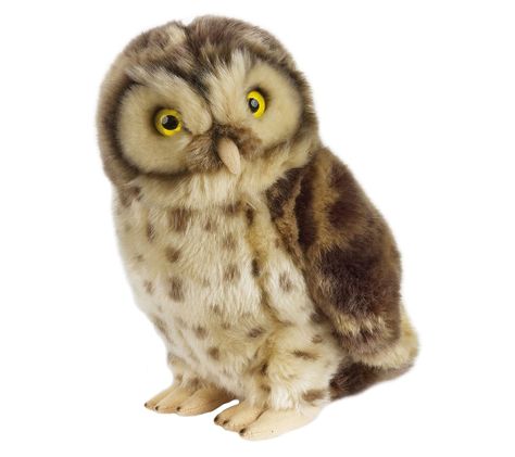 Animal Facts Interesting, Owl Plush, Interesting Animals, Animal Facts, Cute Stuffed Animals, Angry Birds, Cool Pets, Animals Of The World, Plush Animals