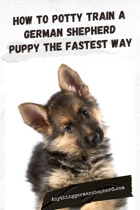 Training A German Shepherd Puppy, German Shepherd Puppy Training, German Shepherd Puppies Training, German Shepherd Training, German Shepherd Puppy, German Shepards, Shepherd Puppy, Shepherd Dogs, Toilet Training