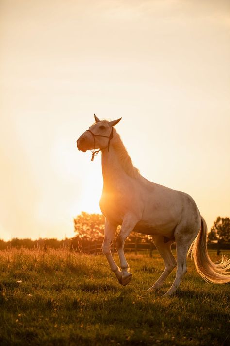 Sherbrooke, Quebec - Equestrian Sunset Session — Samantha Mirzaee Photography | Horse aesthetic, Sunset session, Beautiful horses Sherbrooke Quebec, Photography Horse, Fancy Outfit, Beautiful Horse Pictures, Sunset Session, Fields Of Gold, Horse Aesthetic, Aesthetic Sunset, Sun Set