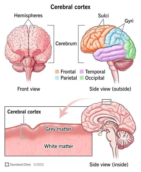 Cerebral Cortex Brain, Brain Anatomy And Function, Brain Lobes, Biology Diagrams, Occipital Lobe, Corpus Callosum, Neurological System, Biology Projects, Nursing School Essential