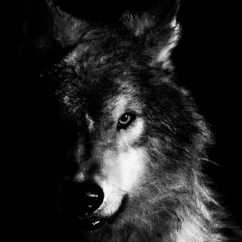 Wolf Black And White, Wolf Aesthetic, Lone Wolf Quotes, Shadow Wolf, Wolf Tattoo Sleeve, Wild Animal Wallpaper, Wolf Tattoo Design, Timber Wolf, Wolf Spirit Animal