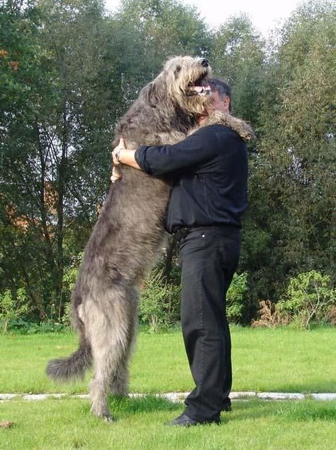 Irish Wolfhound -- this is the biggest dog i've ever seen O_O Worlds Largest Dog, Irish Wolfhound Dogs, Wolfhound Dog, Ugly Dogs, Huge Dogs, Irish Terrier, Giant Dogs, Irish Wolfhound, Large Dog Breeds