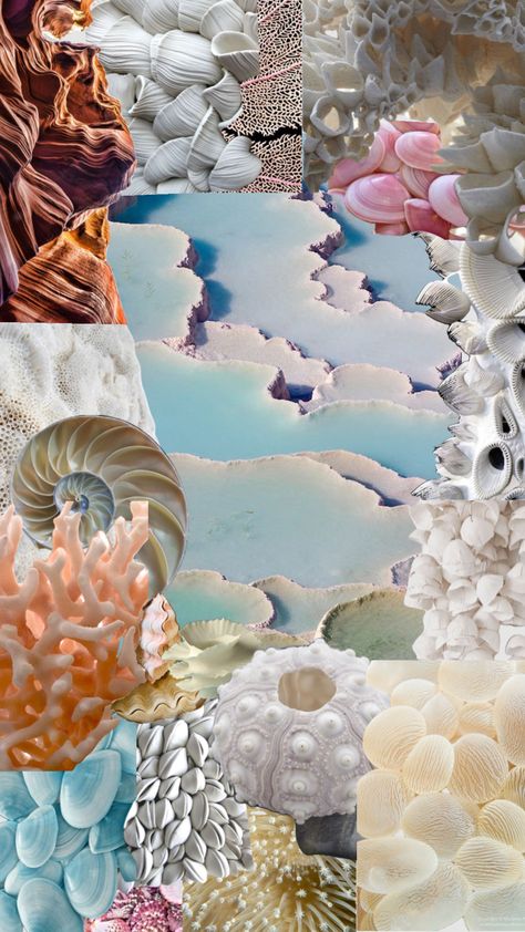 Terrace of seashells 🐚 #love #beach #vibes #blue #aesthetic #calm #relaxing #moodboard #foryou #shufflefyp Mood Board Sea Inspiration, Seashell Mood Board, Sea Shell Mood Board, Coral Reef Mood Board, Marine Moodboard, Shell Moodboard, Beach Mood Board, Sea Moodboard, Ocean Moodboard