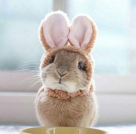 Bunny ears 강아지 그림, A Bunny, Funny Bunnies, Baby Bunnies, Cute Animal Pictures, Hamsters, Cute Creatures, Sweet Animals