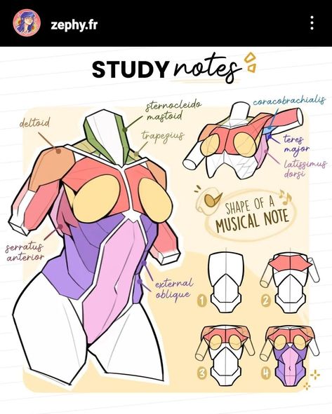 Female Anatomy Reference, Anatomy Practice, Human Body Drawing, Body Study, Desain Buklet, Anatomy Tutorial, Human Anatomy Drawing, Body Drawing Tutorial, Muscle Anatomy