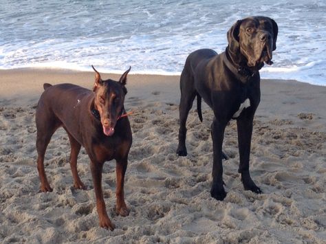 Beach Dogs!! Best Friends!! Red Doberman Bella and Great Dane Andre :) Doberman And Great Dane, Red Doberman, Beach Dogs, Dog Beach, Doberman Pinscher, Great Dane, Doberman, Rottweiler, Girls Best Friend