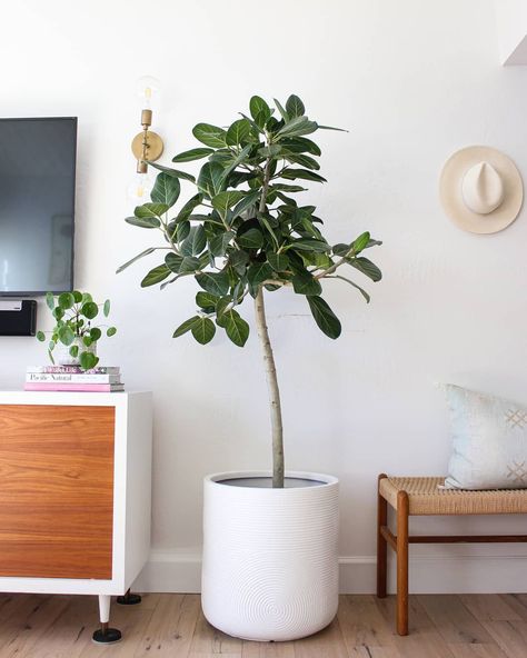 Ficus Tree Indoor, Audrey Ficus, Inside House Plants, Ficus Audrey, Plants At Home, Lawn Care Tips, Ficus Tree, Living Vintage, Rubber Tree