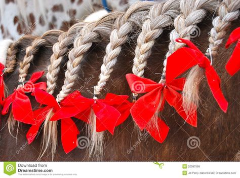 Mane Braids, Tail Ideas, Horse Mane Braids, Horse Reins, Horse Hair Braiding, Horse Bow, Horse Braiding, Horse Reining, Horse Mane