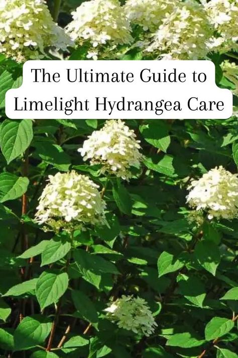 Are you a gardening enthusiast looking to add a touch of elegance and beauty to your landscape? Then limelight hydrangeas are the perfect choice for you! With their lush and vibrant blooms, these stunning shrubs are guaranteed to steal the show in your garden. But, like any other plant, limelight hydrangeas require proper care and attention to ensure they thrive and produce bountiful blooms. In this comprehensive guide, we will walk you through all the essential tips and tricks for limelight hydrangea care. Front Yard Hydrangea, Hydrangea Plant Care, Limelight Hydrangeas, Pruning Hydrangeas, Hydrangea Landscaping, Hydrangea Shrub, Panicle Hydrangea, Limelight Hydrangea, Hydrangea Bush