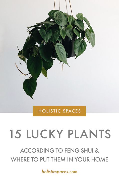 Lucky Plants For Home, Feng Shui Indoor Plants, Bathroom Feng Shui, Feng Shui Kitchen, Feng Shui Office, Office Plants Desk, Feng Shui Plants, Fengshui Decoration, Feng Shui Wealth