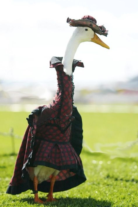 Farmer Hires Dressmaker To Style His Ducks In Fanciful Costumes - DesignTAXI.com Mary Poppins Kostüm, Halloween Costumes For 3, Cruella Deville, Diy Kostüm, College Halloween, Halloween Costumes Friends, Last Minute Halloween Costumes, Group Halloween Costumes, Halloween Costumes College