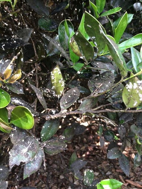 How to Control and Remove Sooty Mold Crepe Myrtle Bush, Remove Tree Sap, Gardenia Bush, Gardenia Plant, Holly Shrub, Holly Bush, Weeds In Lawn, White Flies, Mango Tree