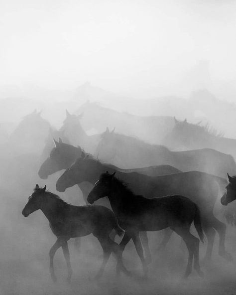 White Horse Photography, Wild Horses Running, Horses Running, Horse Inspiration, Horse Wallpaper, Horse Aesthetic, Equine Art, Equine Photography, Black Horse