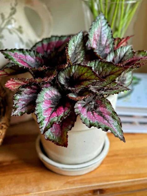 How to Grow and Care for Rex Begonias Rex Begonia Propagation, Begonia Care, Rex Begonias, Outdoor Gardens Design, Potting Soil, How To Grow, Outdoor Garden, Gardening Tips, Garden Ideas