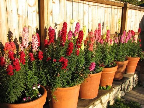 Snapdragon container garden photo by Inga Mun. Celosia Flower, Dianthus Flowers, Snapdragon Flowers, Petunia Flower, Calla Lily Flowers, Zinnia Flowers, Container Gardening Flowers, Container Gardens, Flower Care