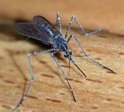 Plants that Deter Mosquitos and Other Buzzy Pests Natural Bug Spray Recipe, Bug Spray Recipe, Natural Bug Spray, Bug Off, Natural Mosquito Repellant, Mosquito Trap, Mosquito Control, Bees And Wasps, Natural Pest Control