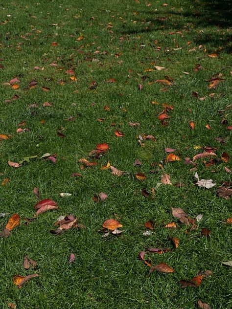 Fall Leaves Images, Autumn Wallpapers, Zara Fall, Fall 24, Color Film, Fall Photos, Green Grass, Fall Leaves, Top View