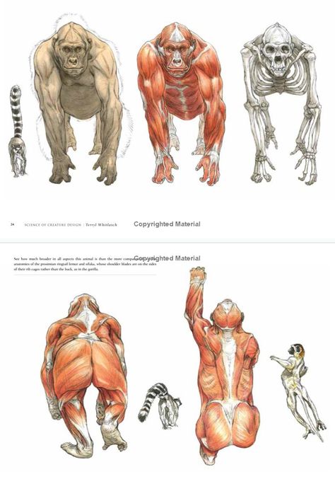 Gorilla Reference, Monkey Anatomy, Terryl Whitlatch, Creature Anatomy, Wolf Poses, Gorillas Art, Body Image Art, Animal Anatomy, Animal Study