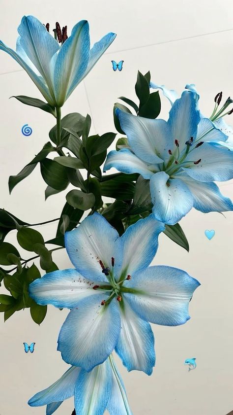 Blue Habisquis Flower, Blue Lillie’s, Feyre Drawers, Pretty Flowers Background, Blue Flowers Aesthetic, Blue Plumeria, Pretty Blue Flowers, Blue Lilies, Wallpers Pink