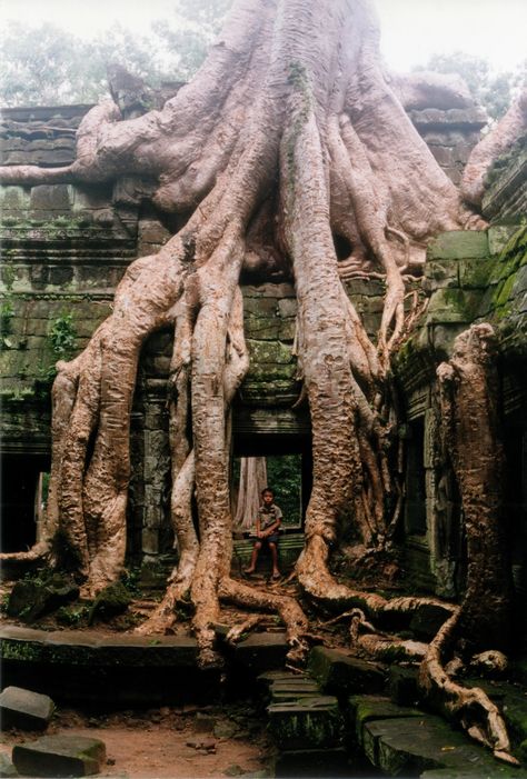 Portrait with roots | Ta Prohm, 1999 (Trivia: roots from a s… | Flickr Angor Wat, Battambang, Kampot, Halong Bay, Unique Trees, Siem Reap, Tree Roots, Angkor Wat, Phnom Penh