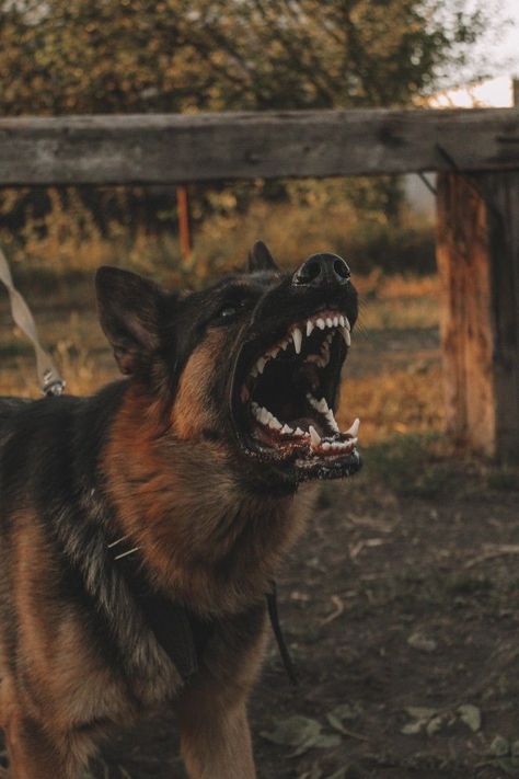 Banned Dog Breeds, German Sheperd Dogs, Angry Animals, Angry Dog, K9 Dogs, Big Dog Breeds, Malinois Dog, Scary Dogs, Dangerous Dogs