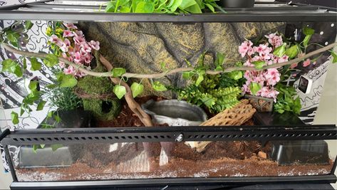 Pretty Snake Enclosure, Ball Python Enclosure Ideas Cute, Snake Terrarium Ball Python, Cute Snake Enclosure Ideas, Hall Python Enclosure, Cute Snake Enclosure, Ball Phyton Enclosure, Rosy Boa Enclosure, Ball Python Tank Set Up