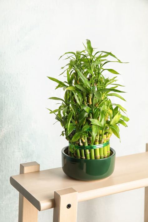 Bamboo Plant Care - How to Grow & Maintain Bamboo Plants | Apartment Therapy Indoor Bamboo Plant, Bamboo Plant Care, Plant Knowledge, Plants Apartment, Indoor Bamboo, Dracaena Sanderiana, Fast Growing Shrubs, Blooming Orchid, Lucky Bamboo Plants