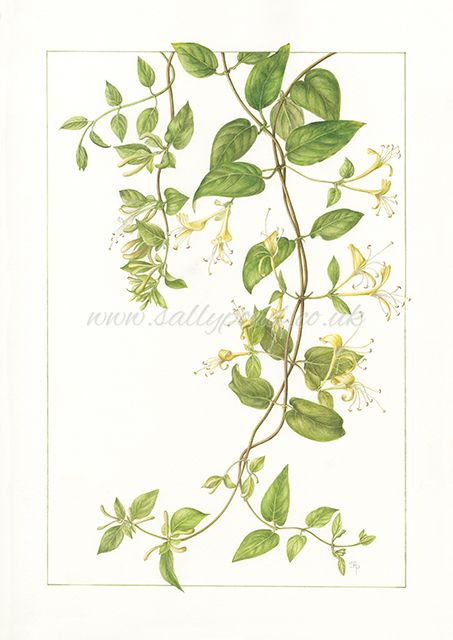 Honeysuckle Tattoo, Vine Drawing, Flower Tat, Honeysuckle Vine, Wildflower Tattoo, Honeysuckle Flower, Indian Flowers, Vine Tattoos, Botanical Tattoo