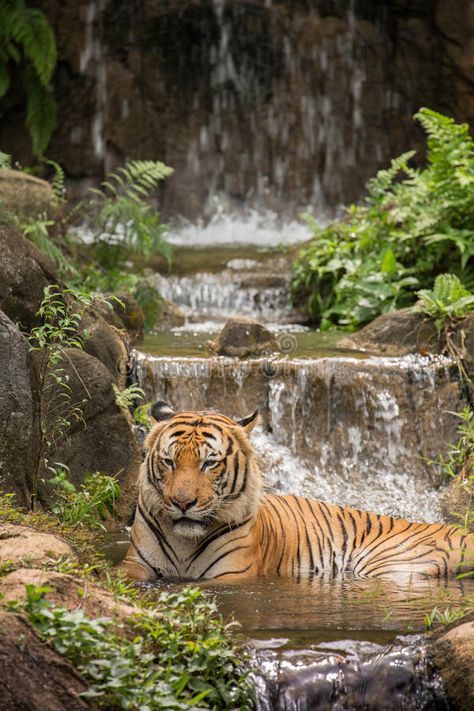 Tiger Aesthetic, Easy Tiger Drawing, Tiger In Water, Indochinese Tiger, Malayan Tiger, Tiger Walking, Tiger Photography, Panthera Tigris, Sand Cat