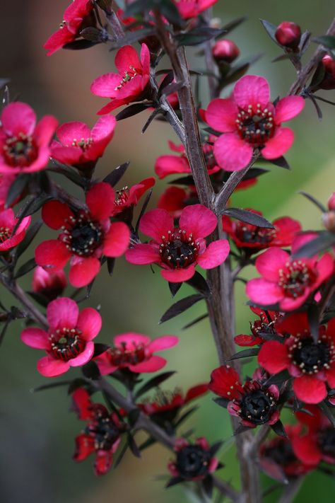 New Zealand Tea-tree: Leptospermum scoparium [Family: Myrtaceae] - Flickr - Photo Sharing! Manuka Tree, Flowering Tree, Home Yard, Australian Native Plants, Native Garden, Tree Ideas, Flowering Trees, Exotic Flowers, Flowers Nature