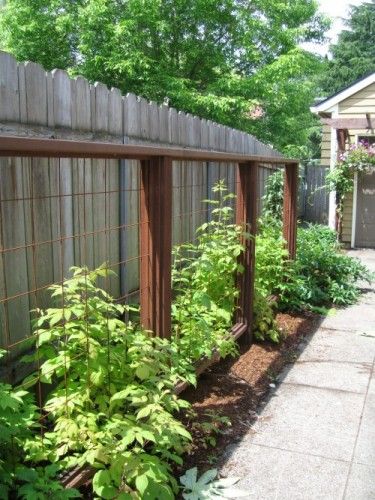 Wolfsmith Residence: Raspberry trellises are a perfect solution for the unused driveway planting strip. | Harmony Design Northwest Raspberry Trellis, Growing Raspberries, Container Herb Garden, Vegetable Garden Tips, Fruit Garden, Plants And Flowers, Garden Trellis, Veggie Garden, Edible Garden