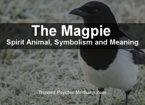 Magpie Tattoo, Creative Writing For Kids, Magpie Art, Spirit Animal Meaning, Animal Meanings, Animal Spirit Guide, Spiritual Animal, Animal Spirit Guides, Animal Guides