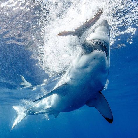 Shark Eating, Mouth Photography, Sharks Scary, Creature Marine, Shark Photos, Shark Pictures, Shark Mouth, Fauna Marina, Under The Ocean