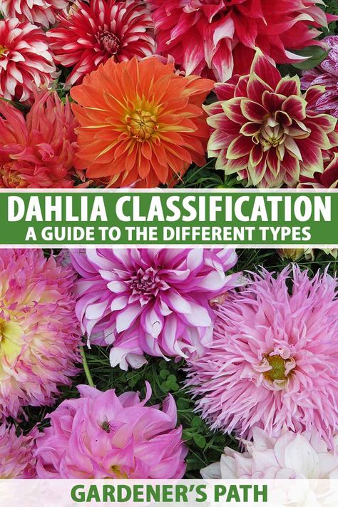 Dahlias are much loved in the late season garden. And with such a marvelous selection of colors, forms, and sizes to choose from, deciding which type is best for your garden can be tough. Learn about the different types of dahlias and how they are classified now on Gardener's Path. #dahlia #gardening #gardenerspath Types Of Dahlias, Daliah Flower, Delilah Flower, Backyard Hacks, Homestead Gardening, Northwest Garden, Growing Cut Flowers, Flower Types, Perennial Flowers