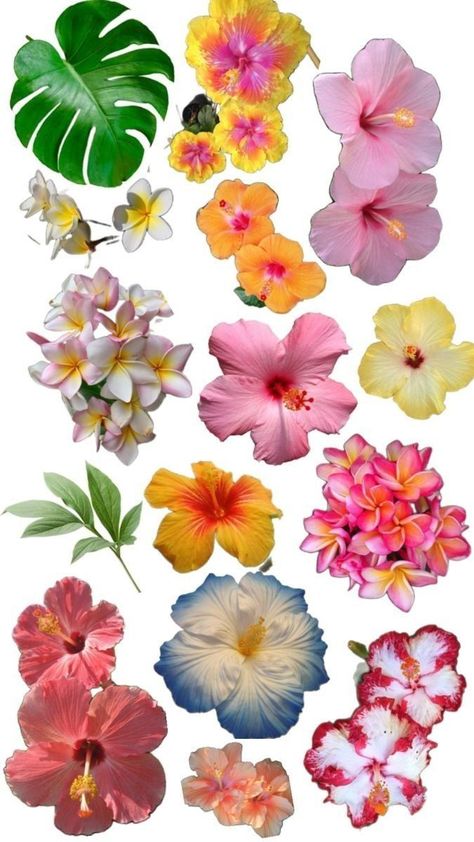 Hawaii Flowers Wallpaper, Hawaii Flowers, Scrapbook Printing, Flower Collage, Flower Icons, Scrapbook Book, Nothing But Flowers, Scrapbook Stickers Printable, Bullet Journal Stickers