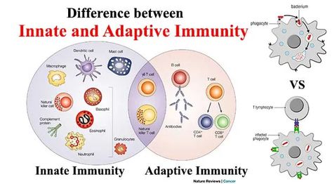 Difference-between-Innate-and-Adaptive-Immunity Immune System Nursing, Adaptive Immunity, Innate Immunity, Nurse Practitioner School, Medical Laboratory Science, Medical School Studying, Nursing School Notes, Medical Laboratory, Laboratory Science