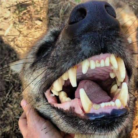 A happy Hyena's smiles for the camera  (Kevin Richardson) Lion Whisperer, Brown Hyena, Striped Hyena, Spotted Hyena, Maned Wolf, Kevin Richardson, African Wild Dog, Cool Animals, Wild Creatures