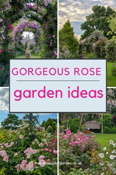 Standard Roses Garden Design, Side Yard Rose Garden, Rose Garden Ideas Backyards, Rose Garden Design Ideas, Rose Arches Garden, Small Rose Garden Ideas, Rose Obelisk, Rose Fence, Rose Garden Ideas