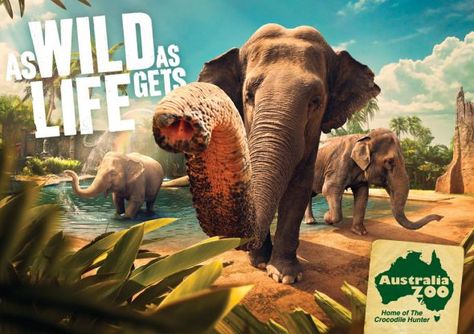 Dramatic ad for Australia Zoo Park Signage Design, Safari Poster, Zoo Signage, Australia Tattoo, Cool Ads, Crocodile Hunter, Zoo Park, Travel Ads, Publicidad Creativa